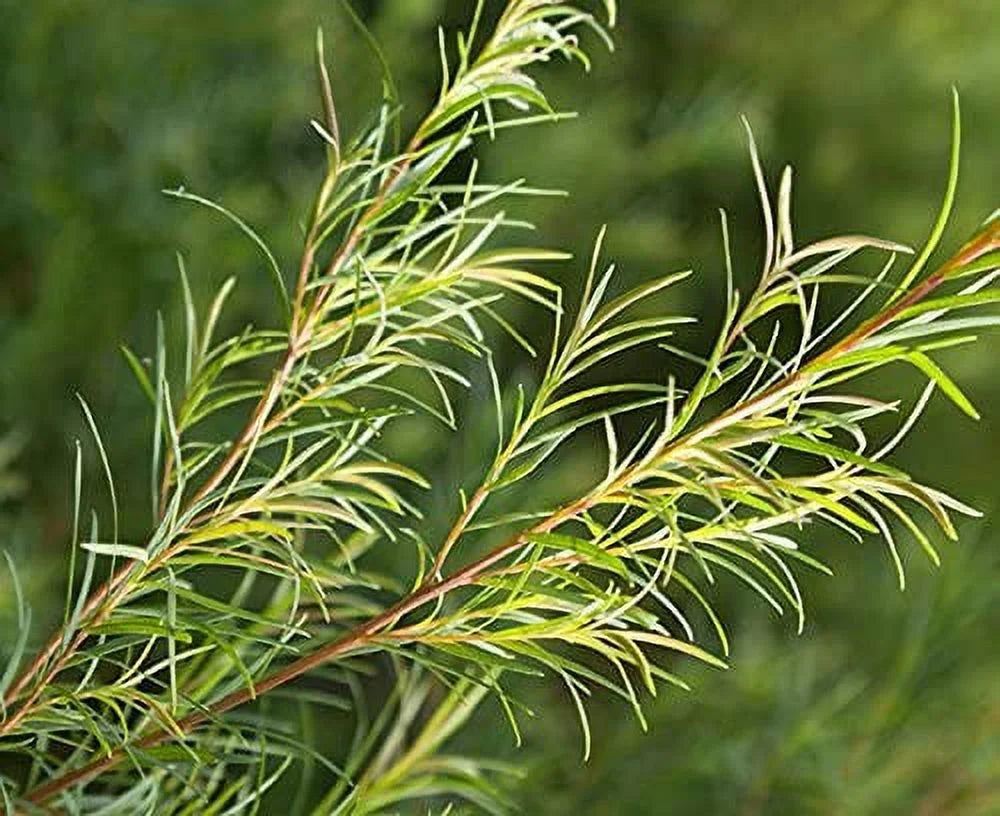 WishCare Tea Tree Essential Oil 15  - 100% Pure, Undiluted & Natural - For Skin, Hair and Acne Care